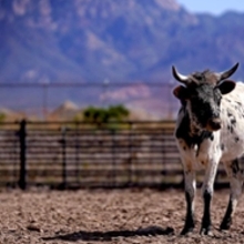 Ranch Museum